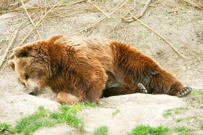 bear 熊 hibernate 冬眠 sleep 睡覺