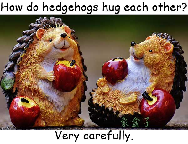 hedgehog 刺蝟 接吻 kiss