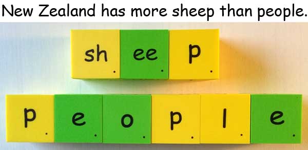 New Zealand has more sheep than people 紐西蘭羊比人多 
 綿羊