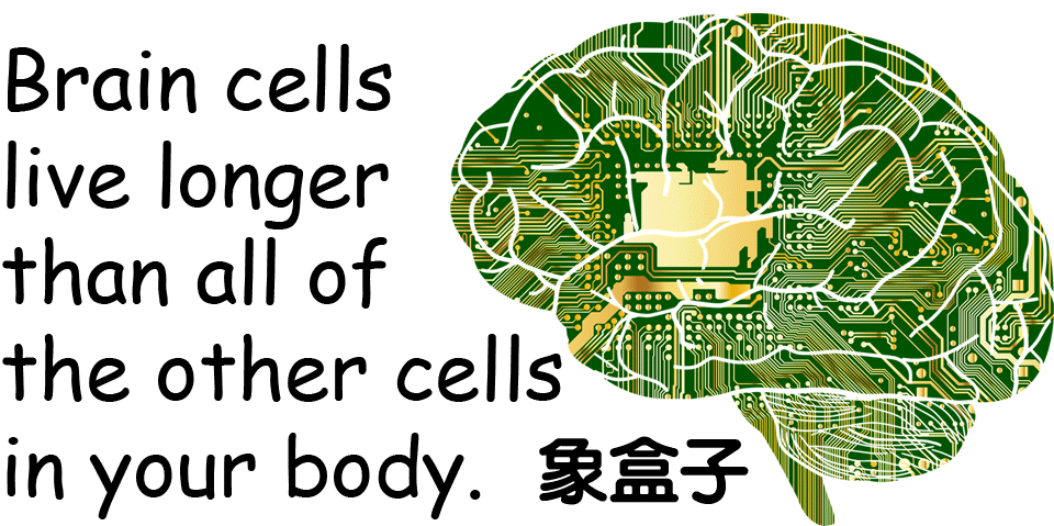 brain cells 腦細胞