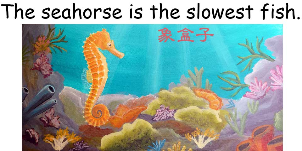 seahorse 海馬