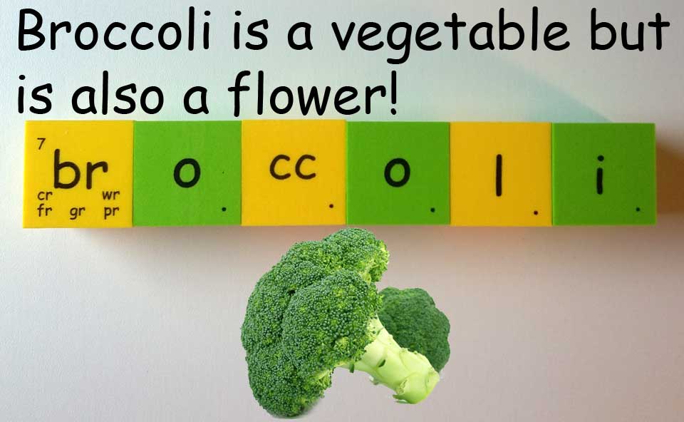 broccoli 綠花椰