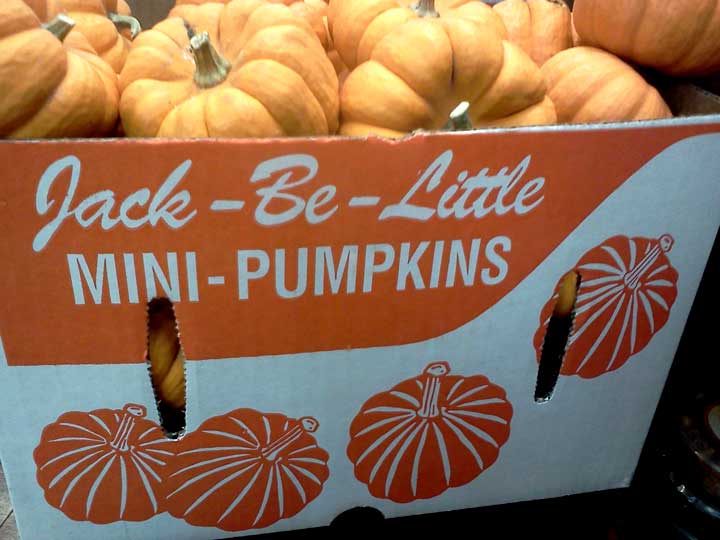 pumpkin jack be little 南瓜